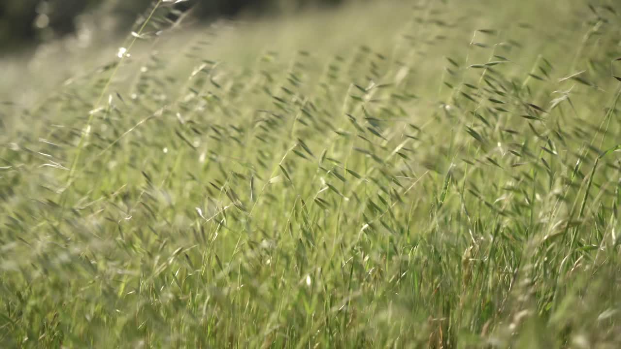 Shaking grass by the wind