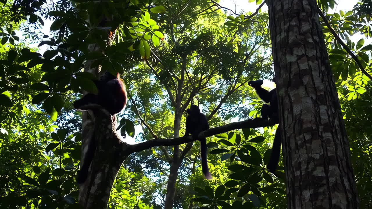 Monkeys in a Rainforest Canopy