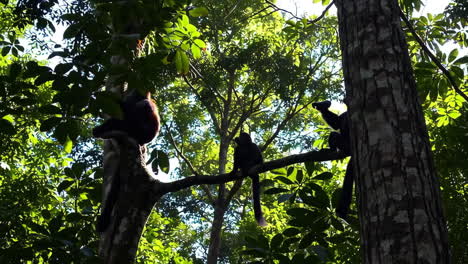 monkeys in a rainforest canopy