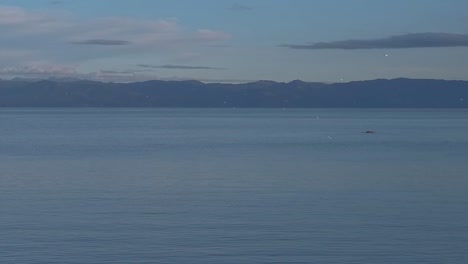 Seabirds-early-morning-feeding-activity