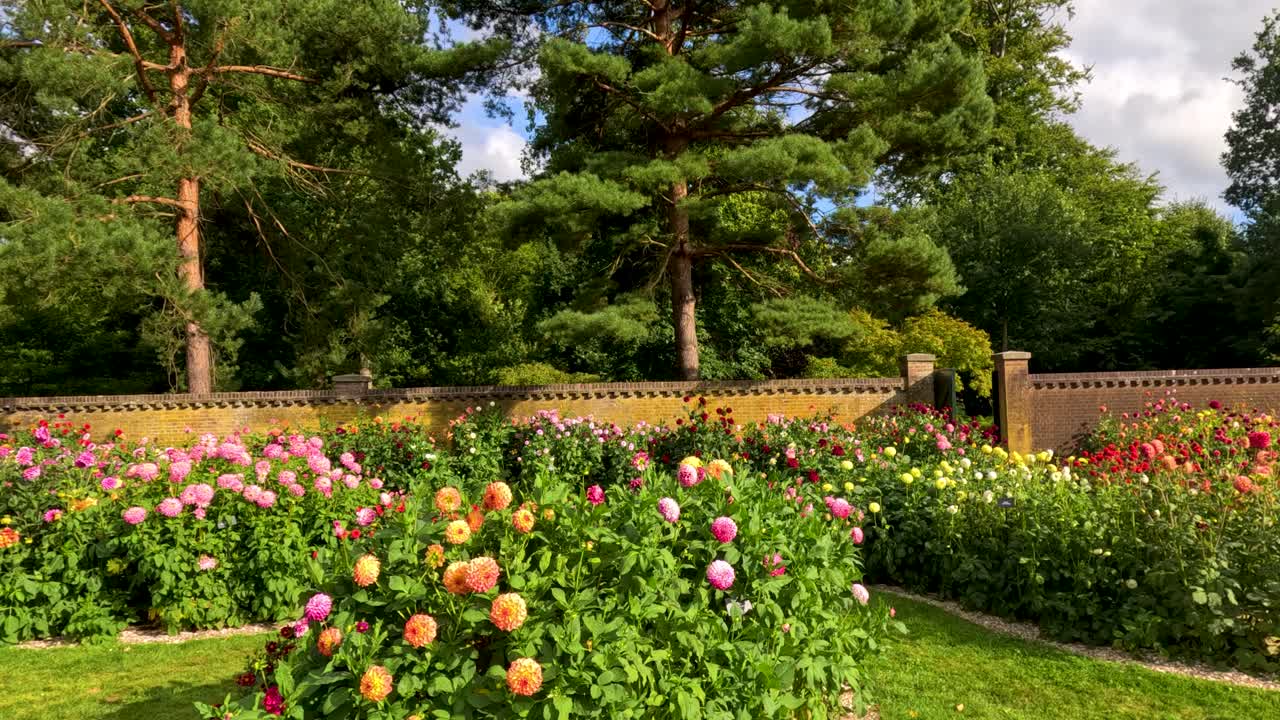 Vibrant dahlia species bloom in a well-maintained garden with manicured lawns, wooden fencing, and mature trees under soft natural daylight. Subtle camera pan enhances depth