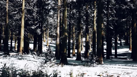 Puesta-De-Sol-O-Amanecer-En-El-Bosque-De-Pinos-De-Invierno-Cubierto-De-Nieve