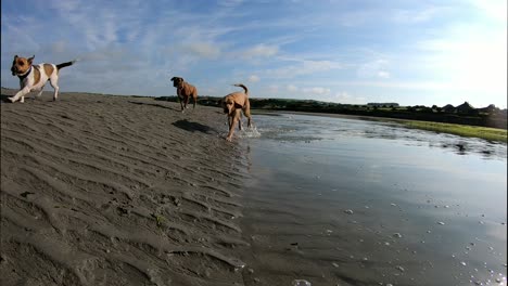 dogs swimming and running towards camera, low angle