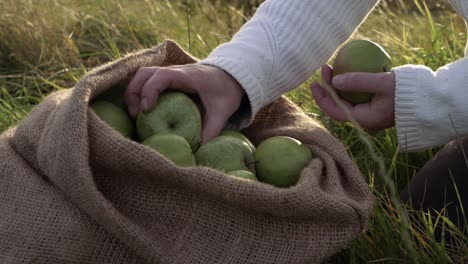 mujer recogiendo manzanas verdes maduras de un saco plano medio