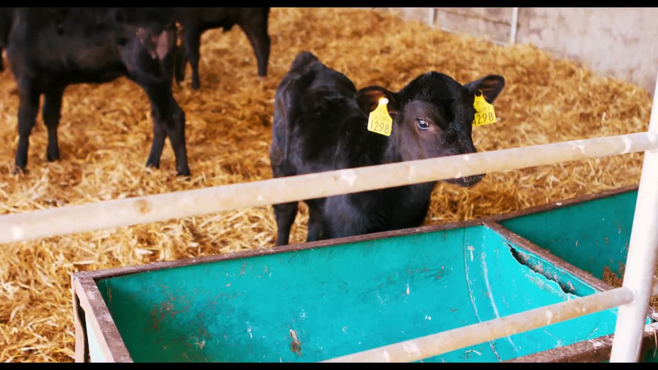 Little calves in a barn