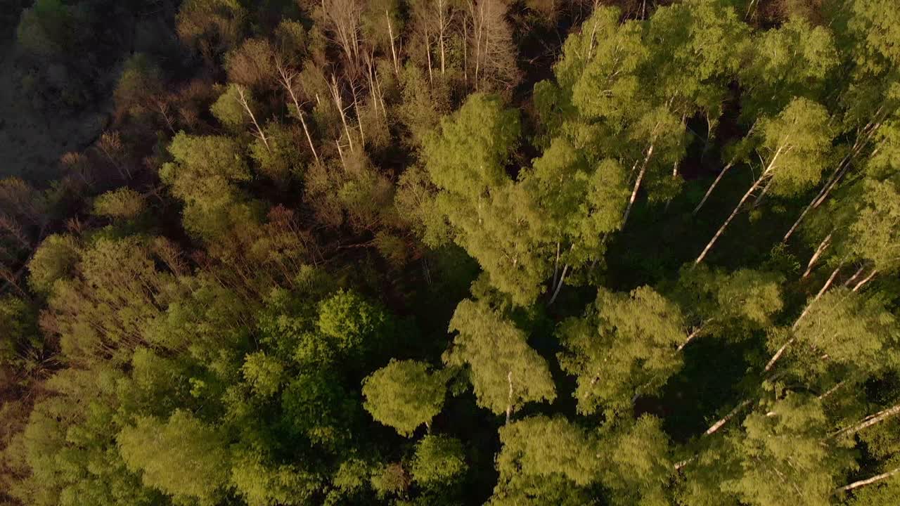 北ヨーロッパの緑の白樺の木の森のトップダウン ドローン ビュー、日