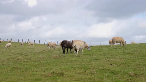 flock of sheeps grazing in green pasture in landscape of wales uk, slow motion