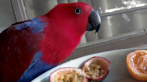 female eclectus parrot eats tropical fruit, red and blue eclectus roratus