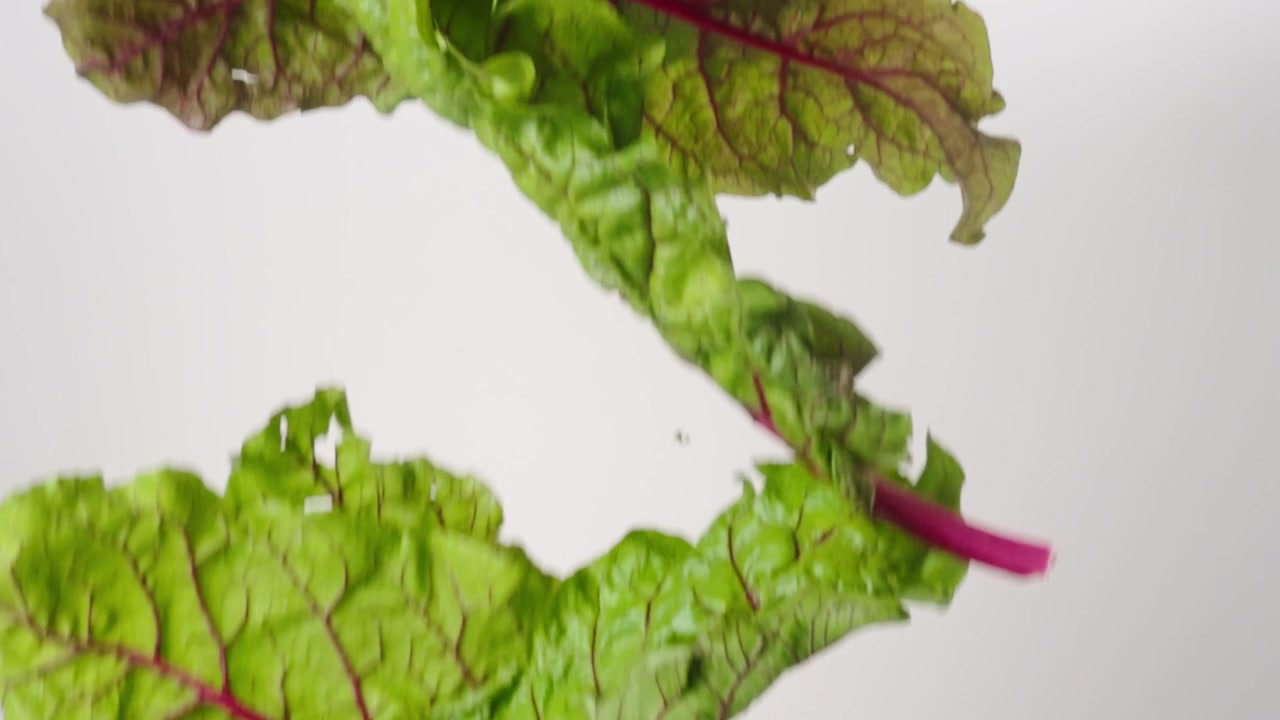 Friske grønne mangoldblade regner ned på en hvid baggrund i slowmotion, nærbillede makro.