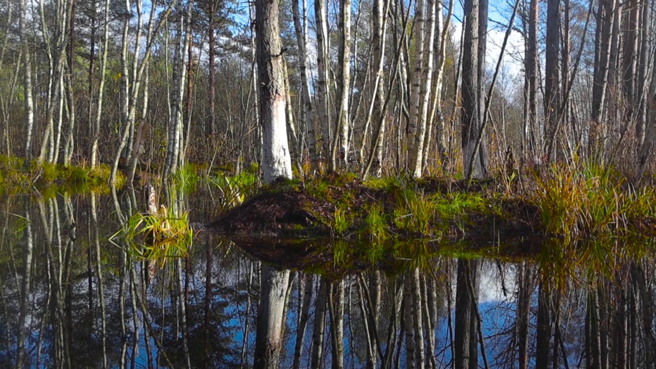 Kamera panorerer fra højre mod venstre og viser en reflekterende vandkilde i en mose eller et sumpområde i Pääsküla, Estland, mens solen skinner. Vandet reflekterer birketræerne og de grønne planter på bredden.