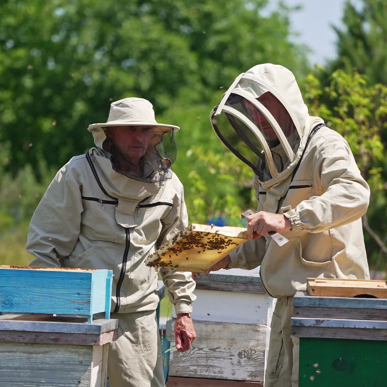 Apicoltori adulti esaminano un favo parzialmente coperto di api. Sciame di api che volano intorno. Natura sfocata sullo sfondo