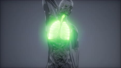 Radiologische-Untersuchung-Der-Menschlichen-Lunge