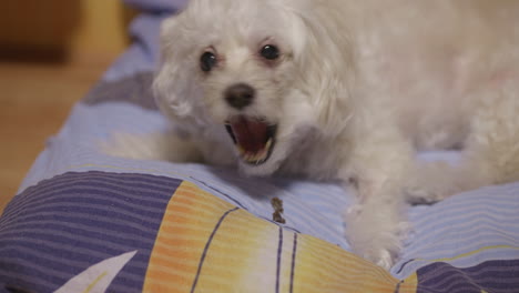 Bichon dog eating a reward bite