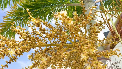 closeup of palm tree inflorescence