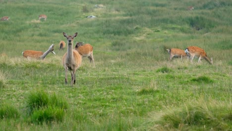 wild doe female deer in the wicklow national park