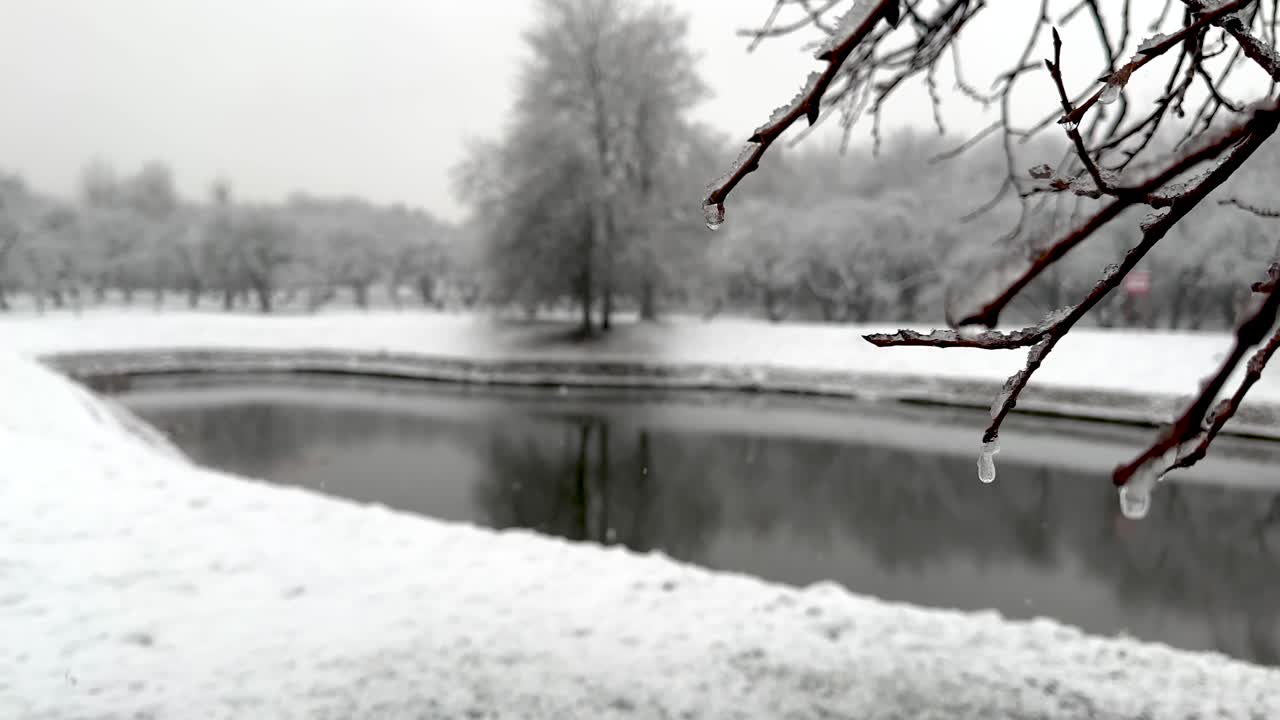 Frozen drops on trees during the first snowfall
