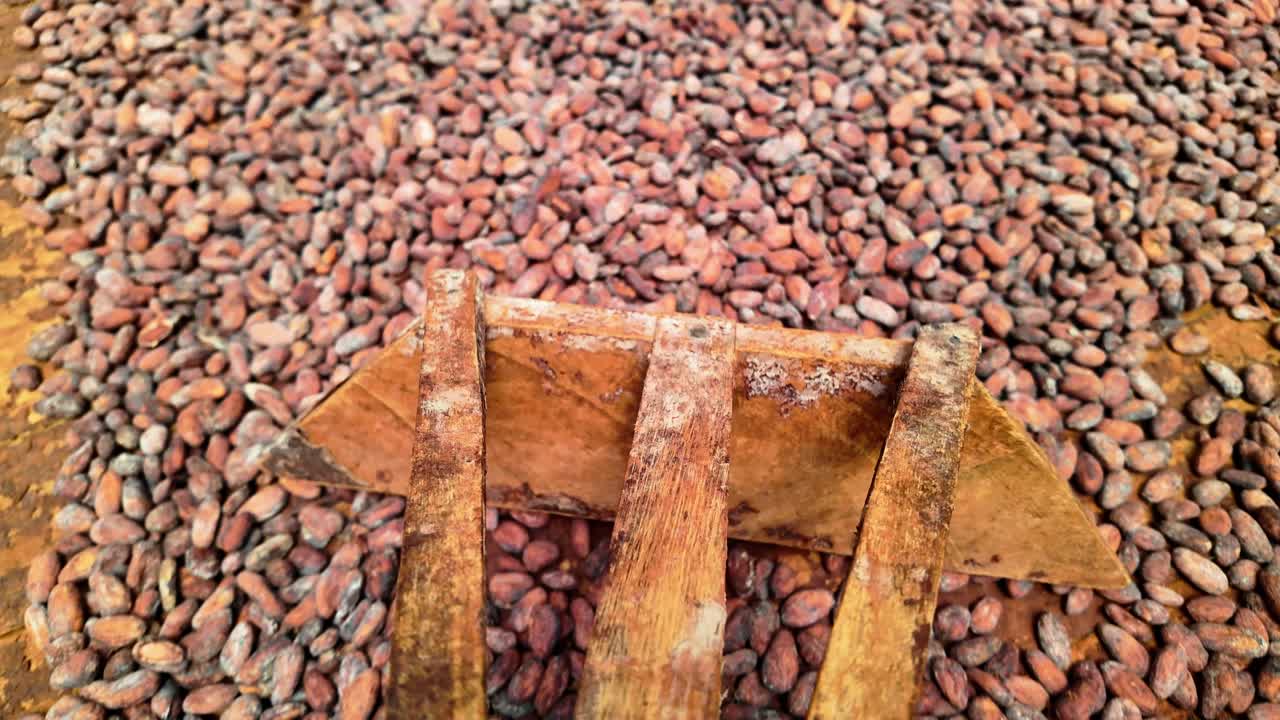 Dry cacao beans being moved with a rake on a wooden floor, close-up view