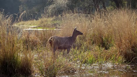 Sambar-Rusa-Unicolor-Ist-Ein-Großer-Hirsch,-Der-Auf-Dem-Indischen-Subkontinent,-In-Südchina-Und-Südostasien-Beheimatet-Ist-Und-Als-Gefährdete-Art-Aufgeführt-Ist.-Ranthambore-Nationalpark-Sawai-Madhopur-Rajasthan-Indien