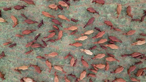 aerial view of free-range cattle grazing on a rural farm, south africa