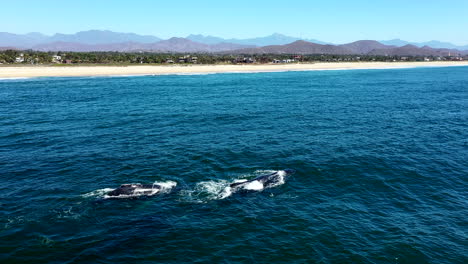 Ballenas-Grises-Soplando-Y-Respirando-Mientras-Nadan-En-El-Océano-Pacífico-En-El-Pescadero,-México