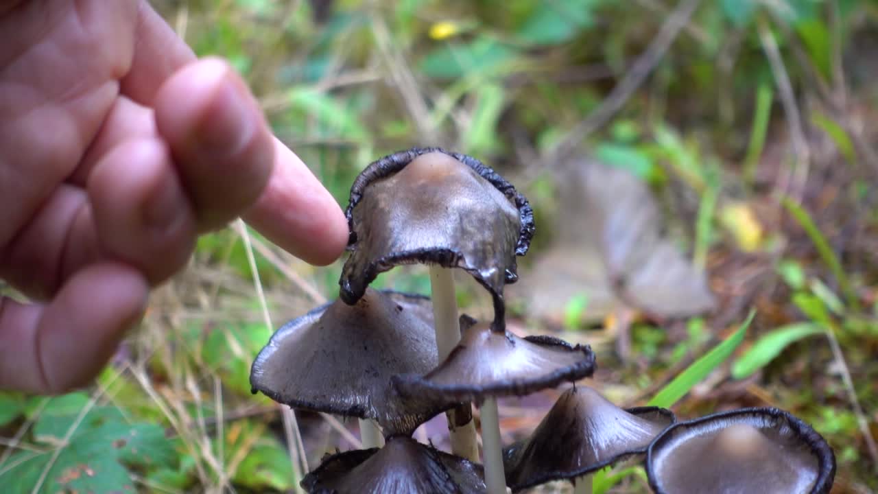 hongo de gorra de tinta