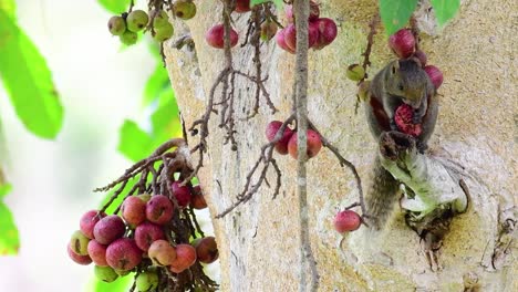 紅腹樹松鼠 (pallas's squirrel) 紅肚樹松鼠(red-bellied tree squirrel),一種被發現在果樹枝上吃果實的松鼠 (calloscurus erythraeus)