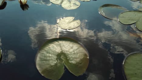 close up shot of the lotus flower at the lake