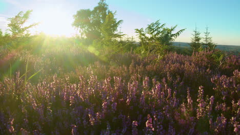 Temporada-De-Brezo,-Parque-Nacional-De-North-York-Moors-Yorkshire-Verano-2022---Cámara-De-Cine-Prores-4k-Clip-8