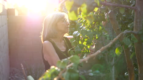 A-middle-aged-woman-clipping-branches-and-pruning-a-pear-fruit-tree-in-her-orchard-garden-at-sunset