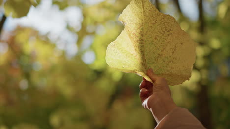 rear view of lady holding large yellow leaf toward sun creating glowing translucent effect in forest, warm autumn colors in background
