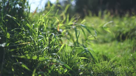 Green-grass-by-the-river.-Latvia,-Gaujmale.-26.07.21