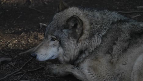 grey wolf resting and lying on ground in forest in parc omega, quebec, canada