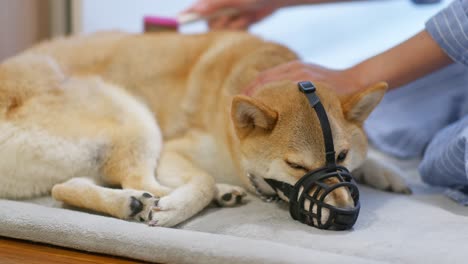 unrecognizable woman brushing her shiba inu