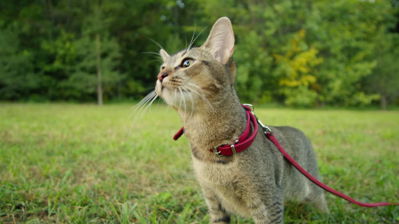 Small pretty cat walking in the park with young woman owner eating some treats food. Close-up of kitty on green grass. Nature