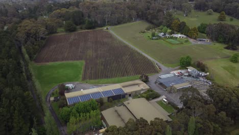 Dramatic-drone-shot-showing-the-Adelaide-Hills-and-then-flying-fast-towards-a-vineyard-with-white-wine-grapes