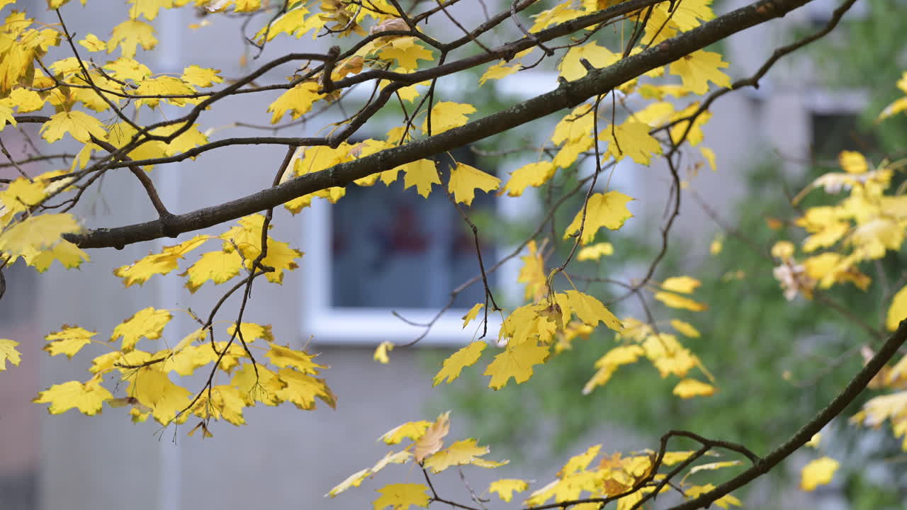 Golden maple leaves on branches near a building