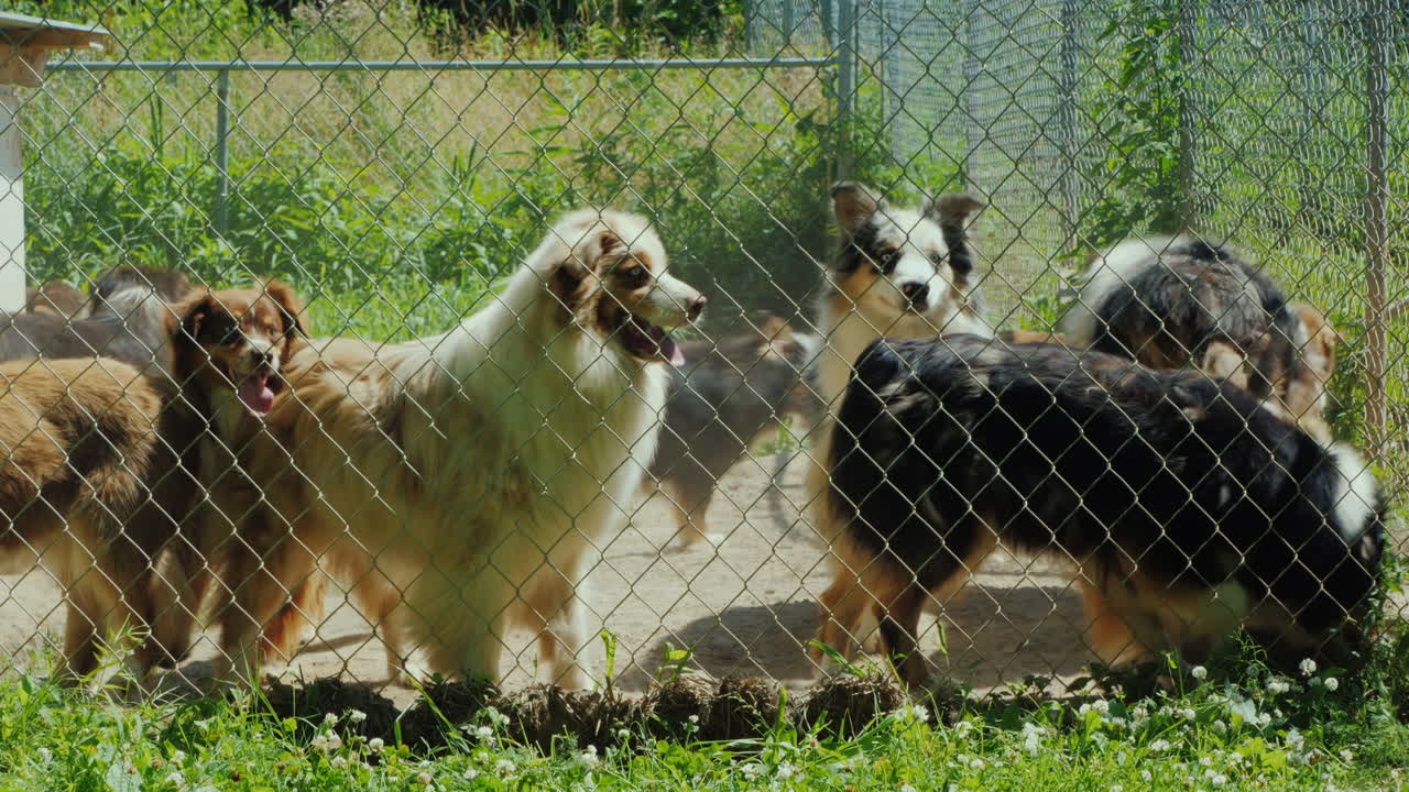 조류 사육장에 있는 호주 셰퍼드 품종의 활성 개