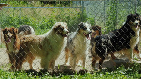 perros activos de la raza pastor australiano en el aviario