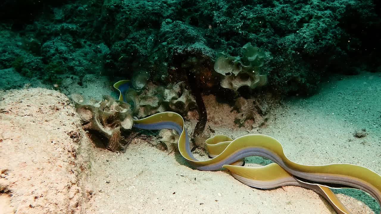 Filmato subacqueo di un'anguilla nastro sul fondale sabbioso dell'oceano vicino a formazioni rocciose a Mauritius. Concetto di vita marina esotica, predatori nascosti e habitat tropicali subacquei