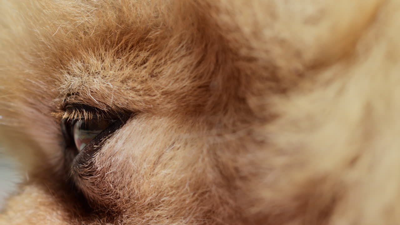 Close-up of a sleepy fluffy puppy eye showcasing its soft fur. Macro, spitz dog