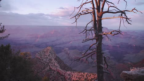 grand canyon sunset from scenic lookout with a bare tree in the foreground bathed in golden sunlight, handheld looking out over the colorado river - arizona usa