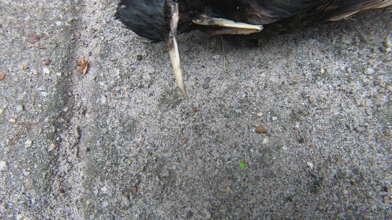 dead starling head close up pan reveal shot – short clip of the head of a killed starling