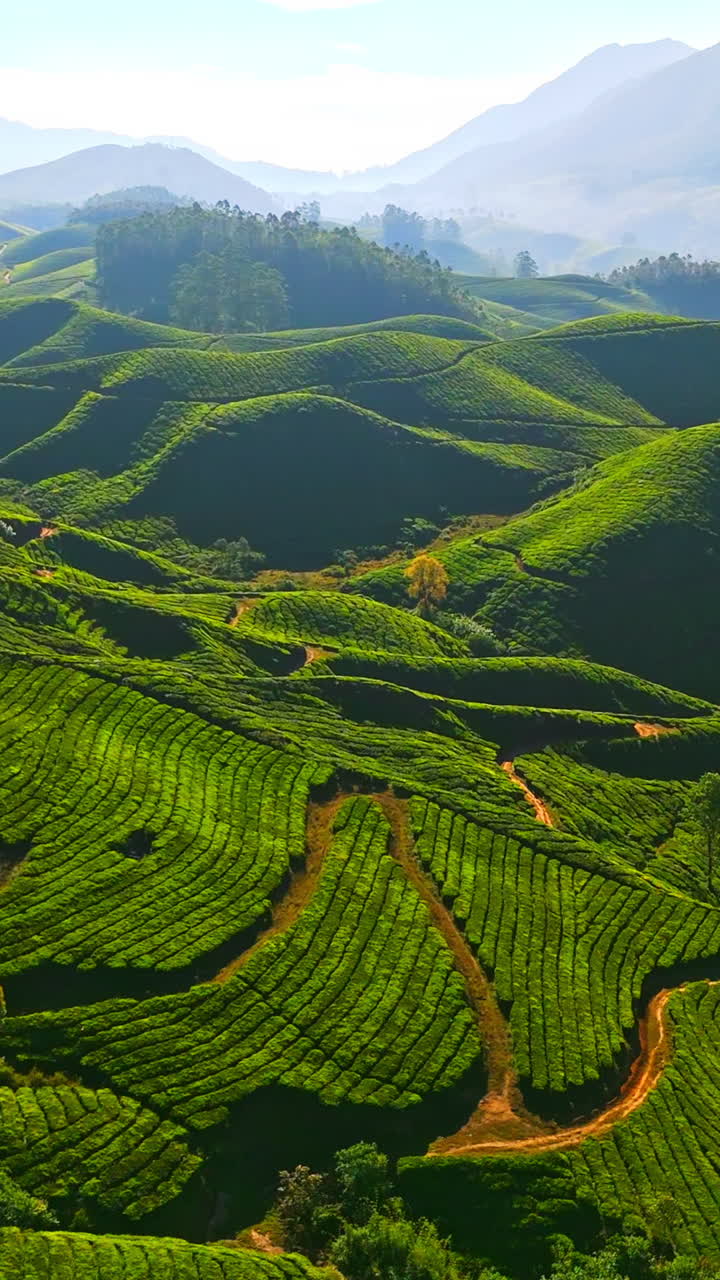 Ripresa verticale con drone sopra le piantagioni di tè di Munnar, giornata di sole in Kerala, India.