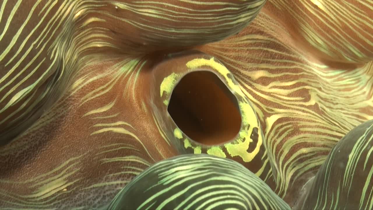 almeja gigante súper cerca de la apertura de la boca