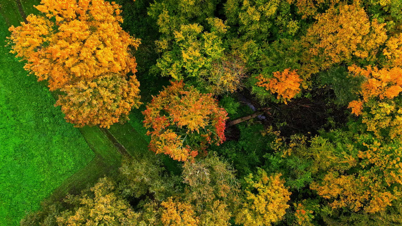Colorful forest in autumn top view. Aerial view of autumn forest with drone