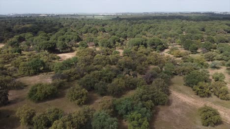 Aerial-drone-fly-over-woodland-tree-forest-in-Seville-on-sunny-day,-Spain