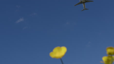 avión volando sobre las flores amarillas
