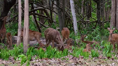 El-Ciervo-Del-Campo-Es-Una-Especie-En-Peligro-De-Extinción-Debido-A-La-Pérdida-De-Hábitat-Y-La-Caza