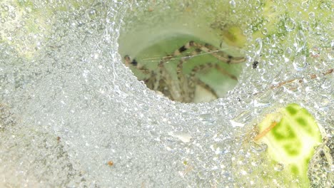 lawn wolf spider in tropical rain forest.