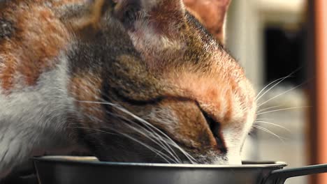 cat eating food from a bowl